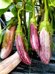 eggplant listada